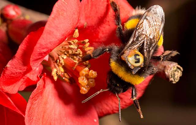 Save urban bees