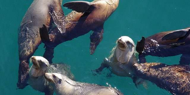 Saving California’s seals and sea lions
