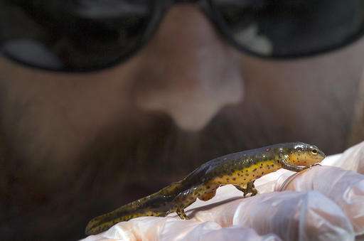Saving salamanders: Searching for signs of a deadly fungus