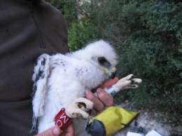 Saving two endangered adult Bonelli's eagles per year could prevent species loss