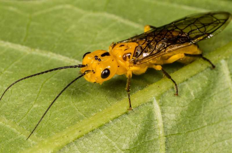 Scientist collects 30 sawfly species not previously reported from Arkansas