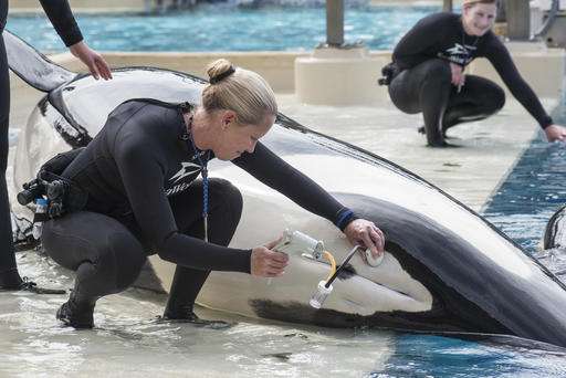 Scientists bemoan SeaWorld decision to stop breeding orcas