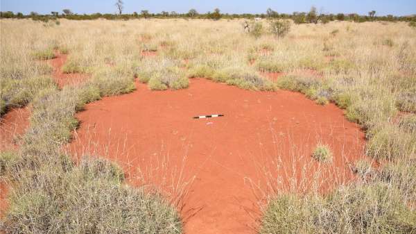 Scientists dance around Pilbara’s fairy circles