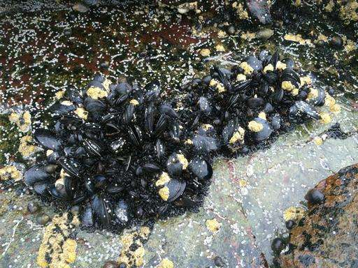 Scientists: Mussels, without noses, use smell to find homes