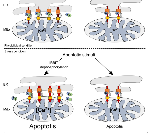 Scientists track sequence of events necessary for apoptosis to occur properly