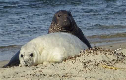 Scientists turn to drones to count growing seal colonies