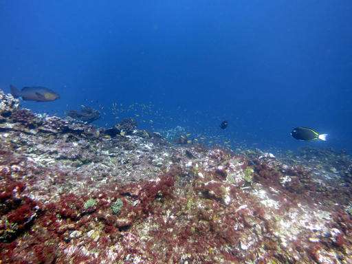 Scientists: Vibrant US marine reserve now a coral graveyard