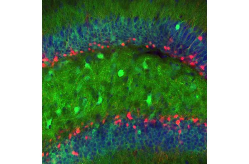 Scientists watch activity of newborn brain cells in mice; reveal they are required for memory