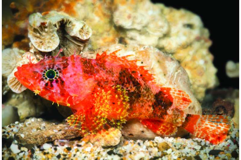 Scorpionfish too deep for SCUBA divers caught by submersible turns out to be a new species