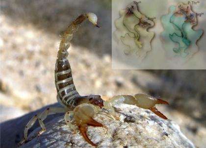 Scorpion venom yields clues for developing better pharmaceuticals
