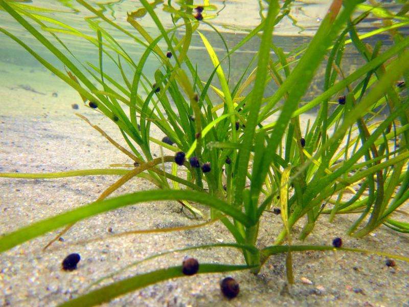 Seagrass restoration threatened by fungi