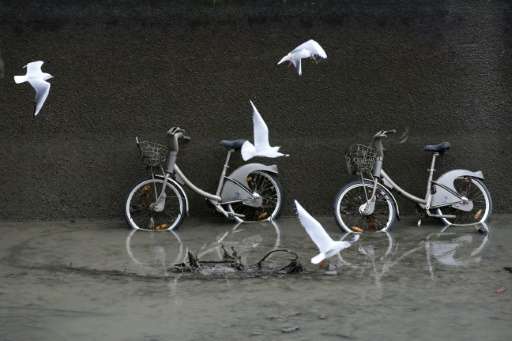 Seagulls fly near Velib public use bicycles in the canal Saint Martin in Paris on January 6, 2016 during a drainage and cleaning