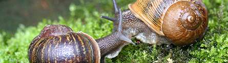 Search is over for a mate for Jeremy the 'lefty' snail