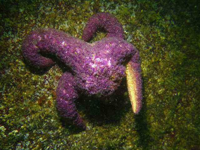 Sea star death triggers ecological domino effect