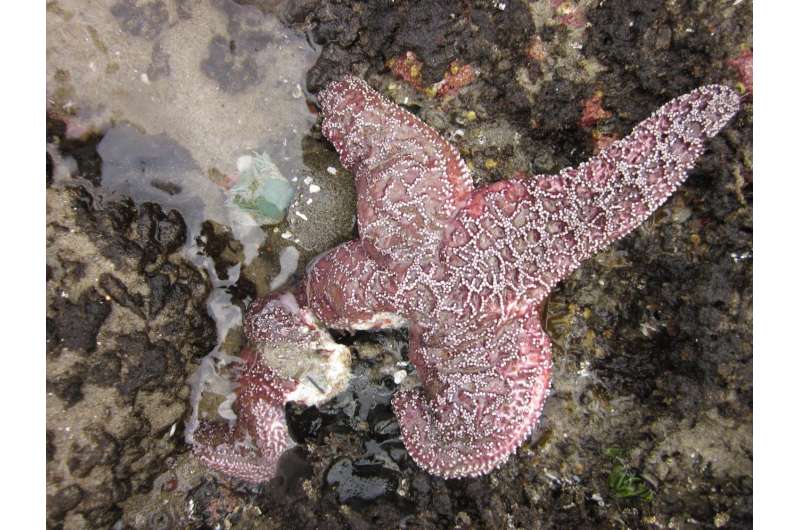 Sea star juveniles abundant, but recovery is anything but guaranteed