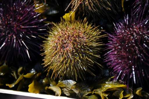 Sea urchins, some fish and octopus have moved south in parts of Australia, according to a conference organiser