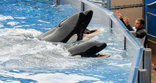 SeaWorld currently has seven orcas in Orlando, Florida; five in San Antonio, Texas; and 11 in San Diego, California