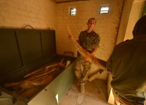 Security officials place an elephant tusk in a strong room with stockpiles of ivory confiscated from poachers in the Garamba Nat