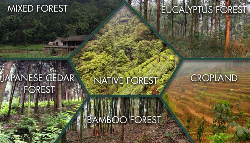 Seeing the forest for the trees: World's largest reforestation program overlooks wildlife