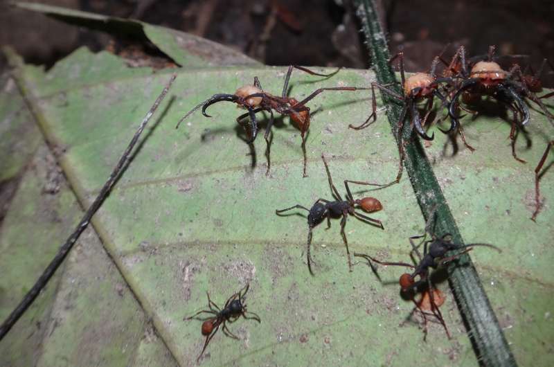 Seeing the light: Army ants evolve to regain sight and more in return to surface