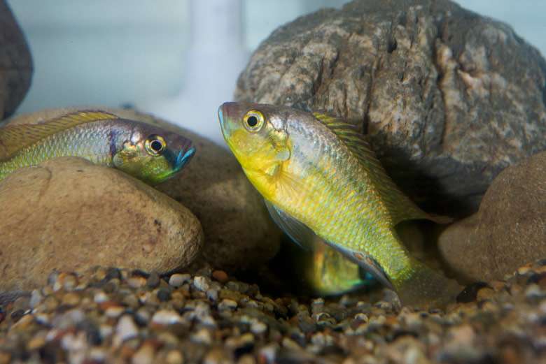 Selective expression of genes through epigenetics can regulate the social status of african cichlid fish