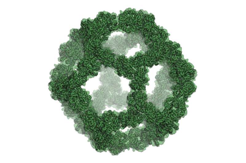 Self-assembling icosahedral protein designed
