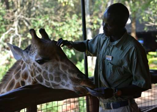 Selma is a sign of hope—the pregnant giraffe resides at a conservation centre in Nairobi