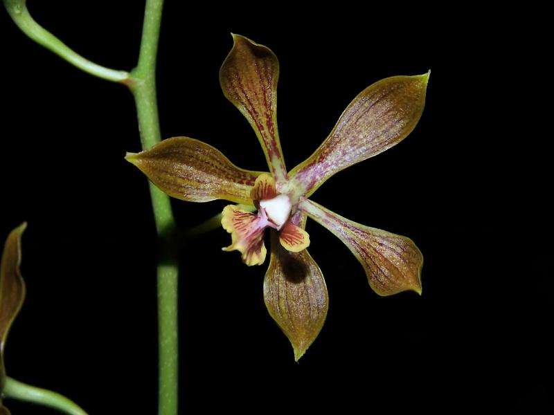 Serendipitous orchid: An unexpected species discovered in Mexican deciduous forests