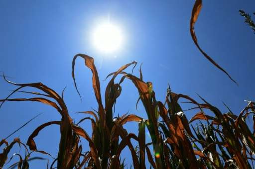 Severe drought reduced acreage of GM corn in South Africa from three million hectares to 2.3 million hectares last year with cro