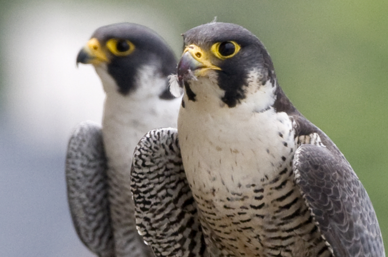 Sex in the city: Peregrine falcons in Chicago don't cheat