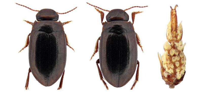 Sexual arms race drives range expansion in beetle species
