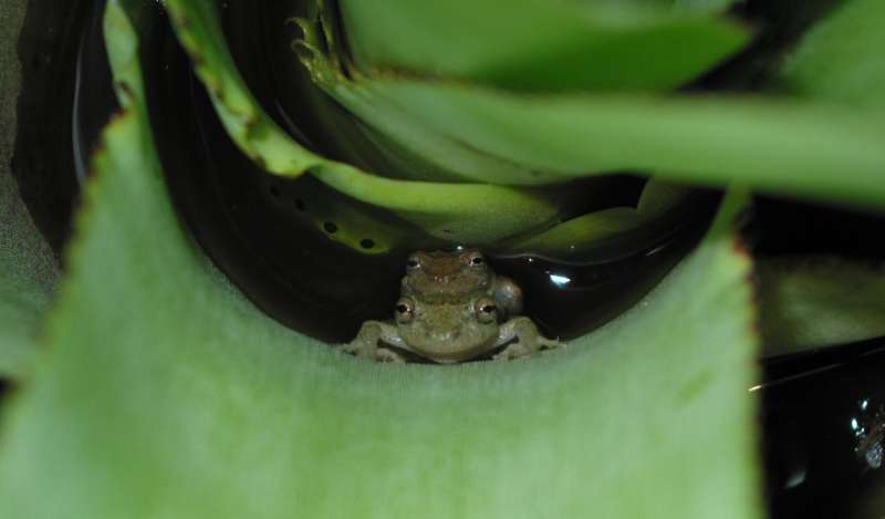 Sexual rivalry may drive frog reproductive behaviors
