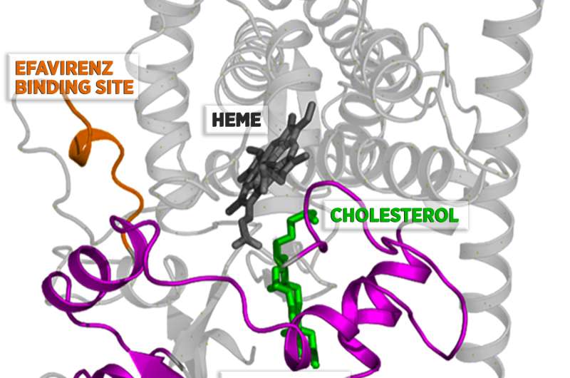 Shape-changing enzyme suggests how small doses of anti-HIV drug might treat Alzheimer's