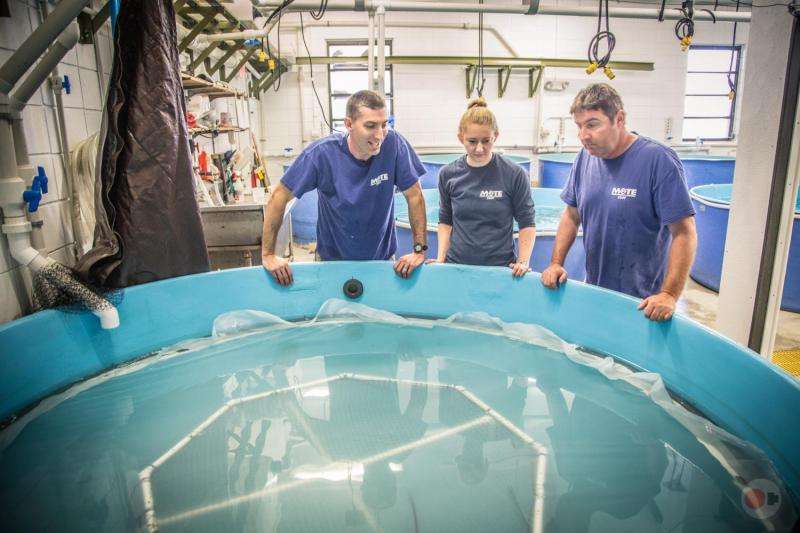 Shark researchers at Mote Marine Laboratory: Dr. Nick Whitney, Karissa Lear and Jack Morris