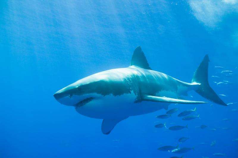 Shark-spotting sonar technology put to the test