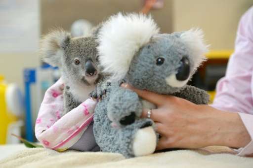 Shayne, a baby koala who has found comfort cuddling a toy koala in the absence of his mother after she was killed by a car as he