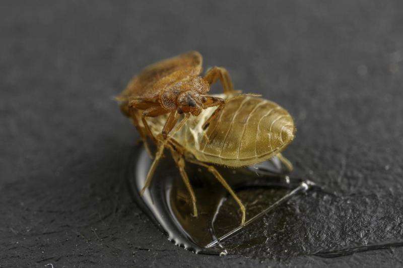 Shed skins of bed bugs emit pheromones that could help combat infestations of the insect