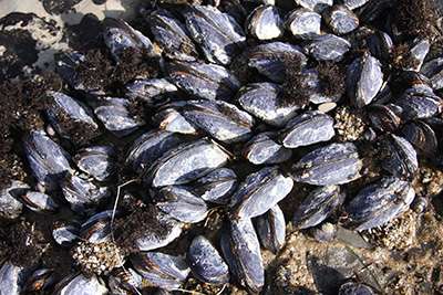 Shellfish response to ocean acidification may vary depending on other stressors