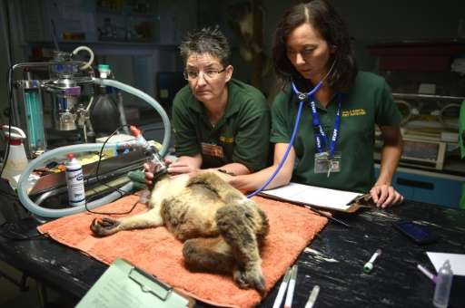 Sherwood Robyn, a 12-year-old koala, is examined by volunteers Amanda Gordon (R) and Susanne Scheuter (L) at the Koala Hospital 