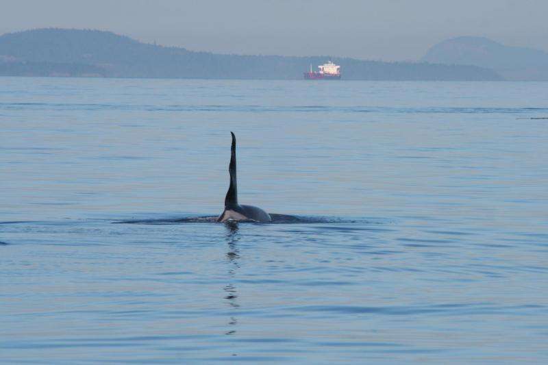 Ship noise extends to frequencies used by endangered killer whales