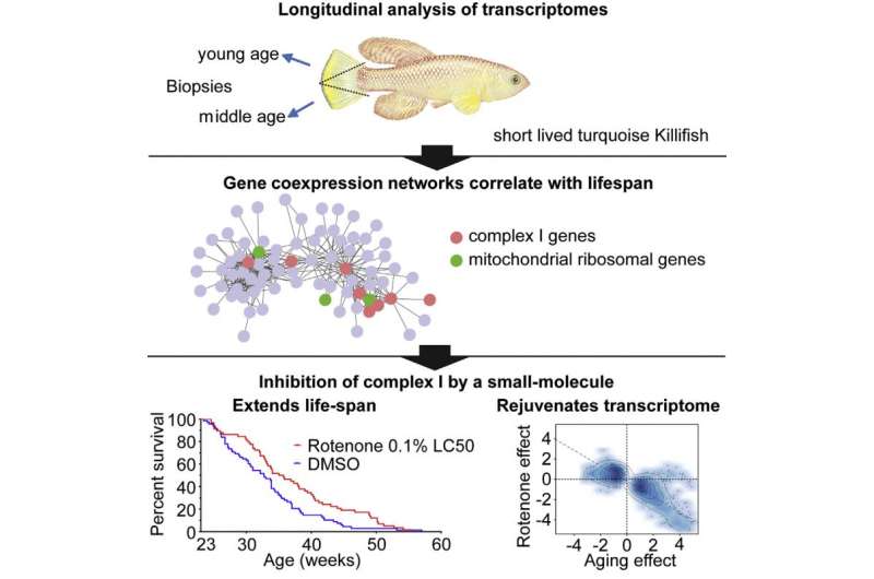 Short-lived killifish reveals link between gene expression and longevity