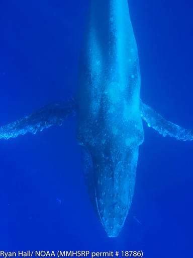Sickly humpback whale spotted in Hawaii waters