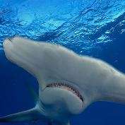 Side swim style saves shark energy