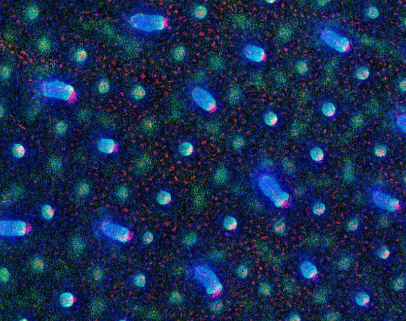 Signals that make early stem cells identified