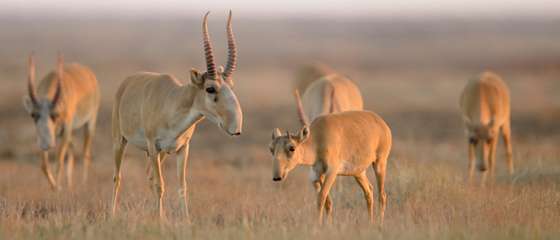 Signs of hope for saiga after mass die-off