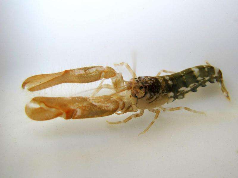 Silent oceans: Acidification stops shrimp chorus