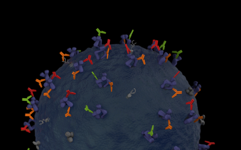 Simpler technique yields antibodies to a range of infectious agents