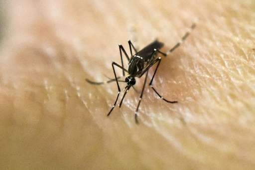 Since 2014, Aedes aegypti, known as the &quot;yellow fever&quot; mosquito, has been the main carrier of Zika across Brazil, Colu