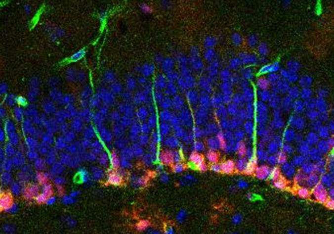 Single brain cells reveal genes controlling formation, development