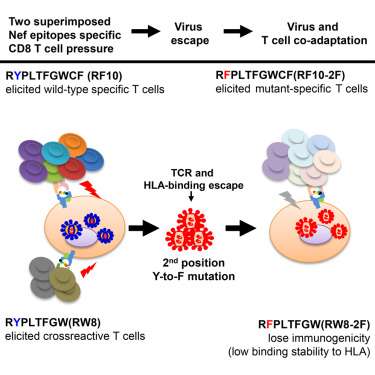 Single HIV mutation induces distinct T cell immune responses